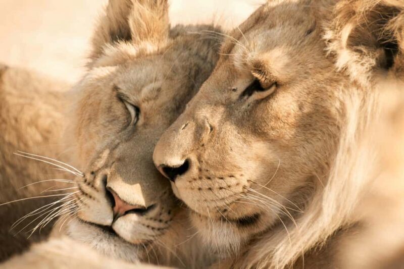Hazyview: Kruger National Park Full-Day Safari - Who Will Enjoy This Tour?