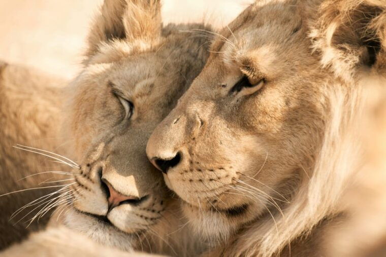 hazyview-kruger-national-park-full-day-safari