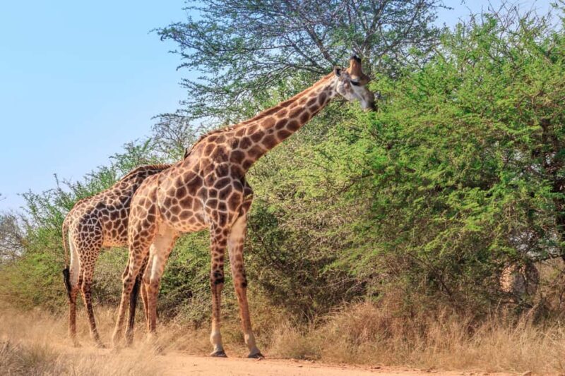 Hazyview: Kruger Park Safari & Panorama Route 2-Day Tour - Whats Included and Whats Not  