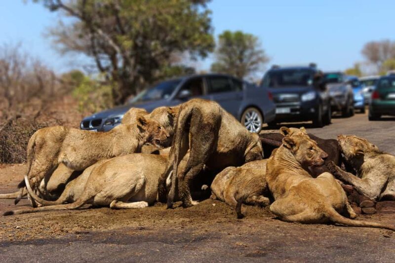 Hazyview: Kruger Park Safari & Panorama Route 2-Day Tour - Final Verdict  