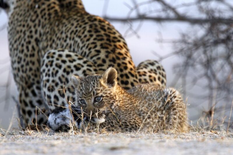 Hazyview: Private Full-Day Guided Kruger Safari - Key Points