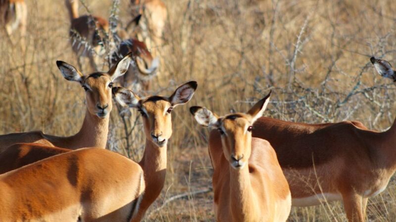 Hazyview: Private Full-Day Guided Kruger Safari - The Full Experience: What to Expect from Start to Finish