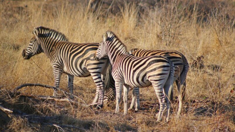 Hazyview: Private Full-Day Guided Kruger Safari - The Value of a Private Safari in Kruger