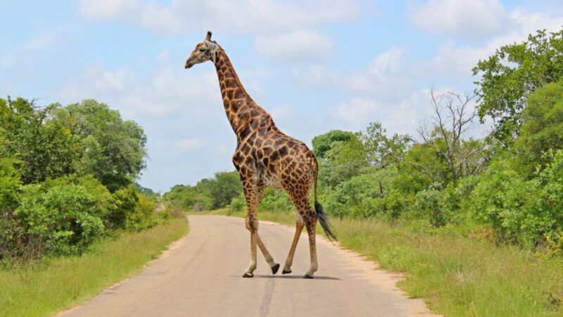 Hazyview: Private Full-Day Guided Kruger Safari - Who Would Enjoy This Tour?