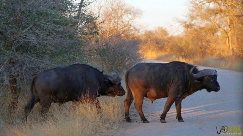 Hazyview: Private Full-Day Guided Kruger Safari - Final Thoughts