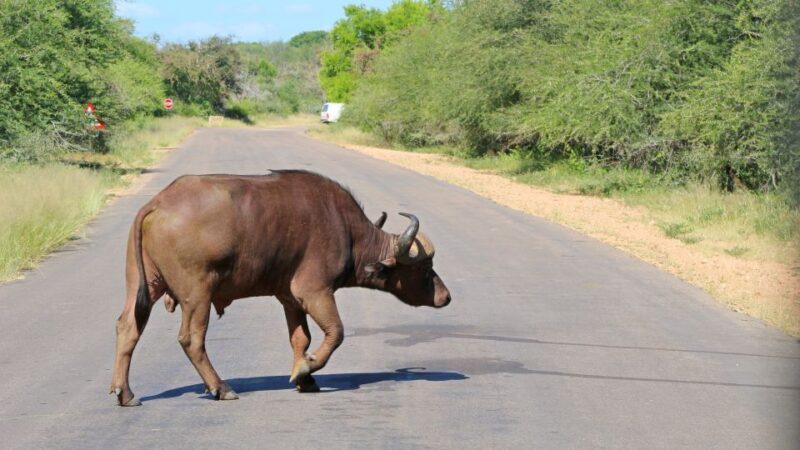 Hazyview: Private Full-Day Guided Kruger Safari - FAQ