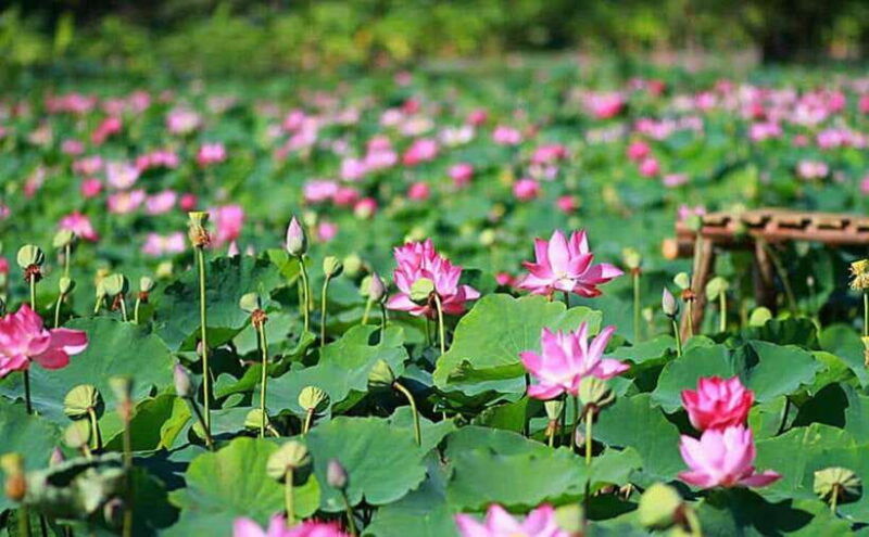 hcm-authentic-dong-thap-mekong-delta-day-trip-boat-ride