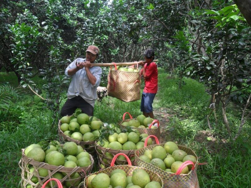 hcmc-cai-rang-floating-market-mekong-delta-private-tour