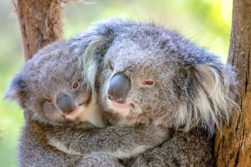 Healesville Sanctuary: General Admission Ticket - The Highlights of Healesville Sanctuary