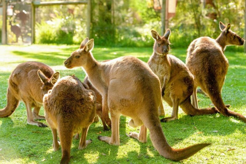 Healesville Sanctuary: General Admission Ticket - Final Thoughts: Is Healesville Sanctuary Worth It?