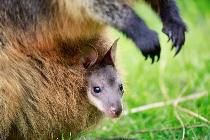 Healesville Sanctuary General Entry Ticket - What Will You Experience During Your Visit?
