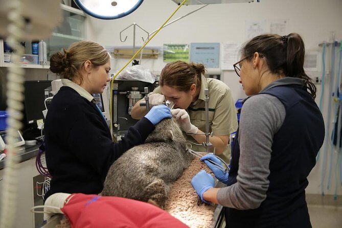 Healesville Sanctuary General Entry Ticket - Is it Worth the Price?