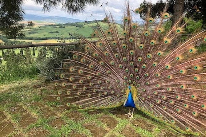 heart-of-chianti-classico-2-wineries-lunch-included-chianti-wine-tour
