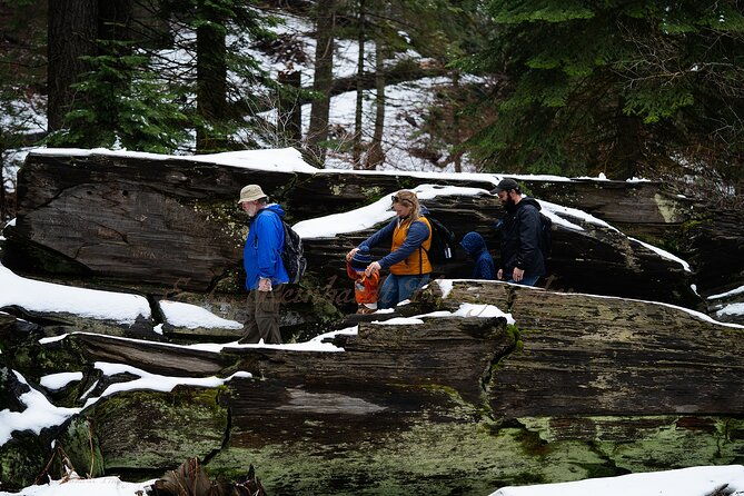 heart-of-the-giant-forest-hike