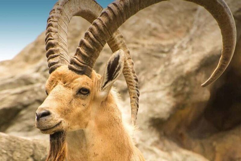 Hegra Tour: AlUlas No.1 Haven For Nature, Wildlife Lovers - An In-Depth Look at the Hegra Safari Experience