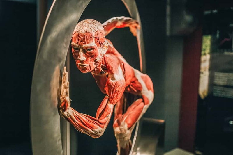 Heidelberg: BODY WORLDS Museum Entry Ticket - Exploring the Human Body at Heidelberg’s BODY WORLDS Museum: An Honest Review