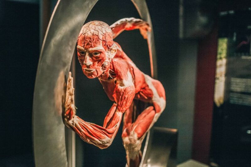 heidelberg-body-worlds-museum-entry-ticket