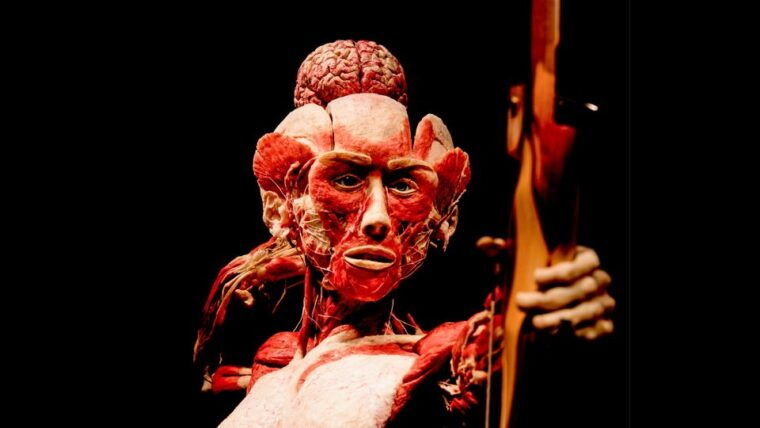 heidelberg-body-worlds-museum-entry-ticket