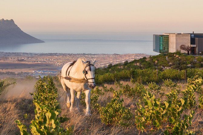 Helderberg Valley Winelands Day Tour with Private Transfer - An In-Depth Look at the Helderberg Valley Winelands Tour