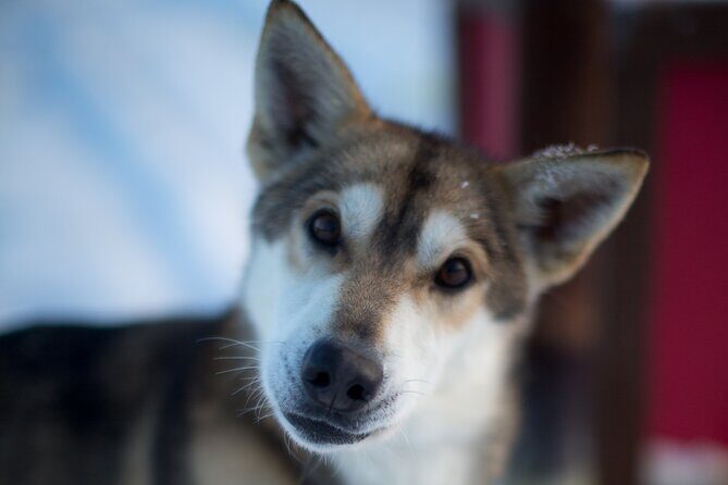 Helicopter Glacier Dogsled Tour + Lower Glacier Landing - ANCHORAGE AREA - Introducing the Experience