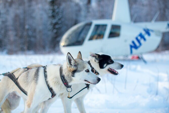 Helicopter Glacier Dogsled Tour + Lower Glacier Landing - ANCHORAGE AREA - Who Will Love This Tour?
