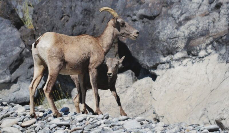 hells-canyon-yellow-jet-boat-tour-to-kirkwood-snake-river