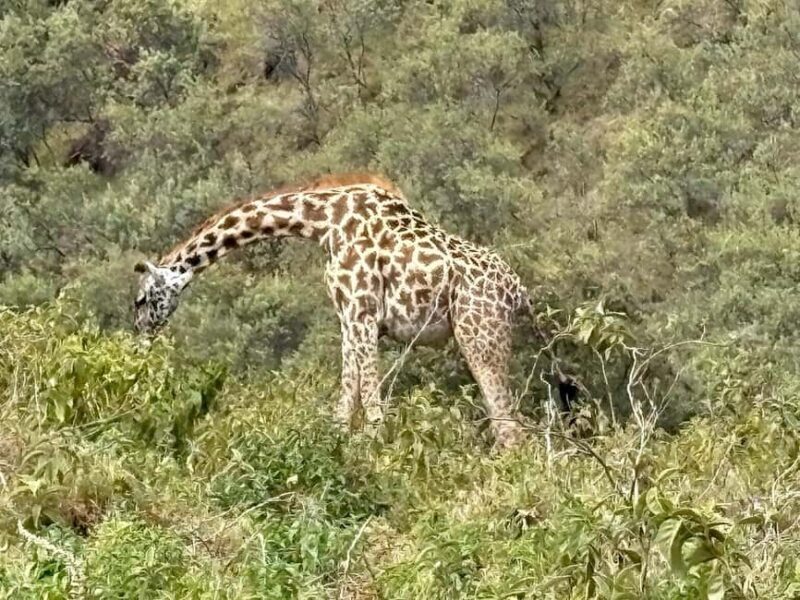Hell's Gate Bike Tour and Lake Naivasha optional Boat Ride - Final Thoughts: Is It Worth It?