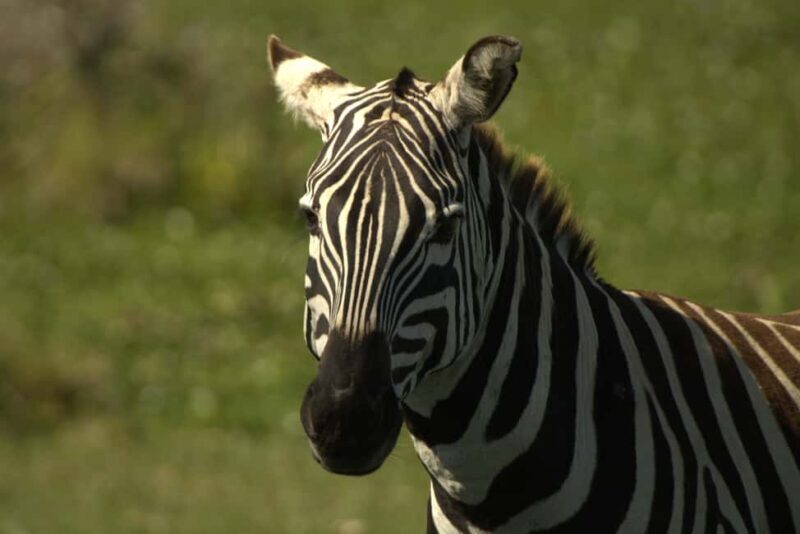 Hell's Gate Bike Tour & Lake Naivasha Birdwatching Boat Tour - Practical Details and Tips