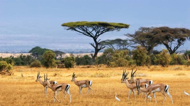 Hells Gate National Park and Lake Naivasha Day Tour - Key Points