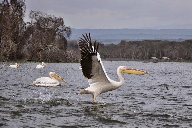 Hell's Gate National Park and Lake Naivasha Private Tour - Key Points