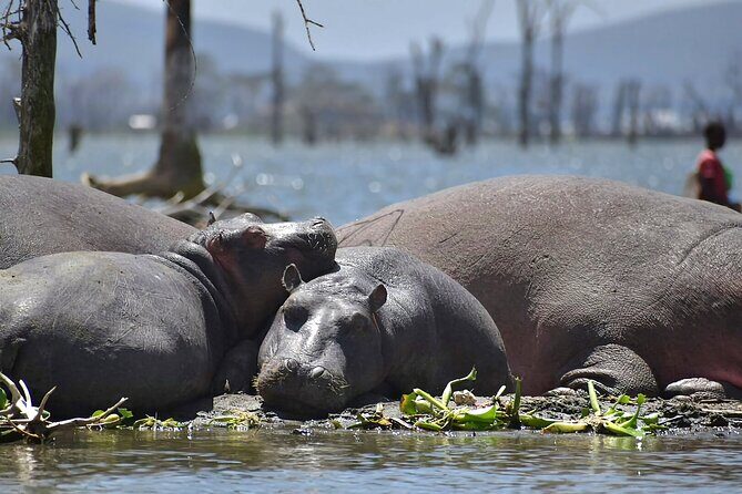 Hell's Gate National Park and Lake Naivasha Private Tour - Who Will Love It