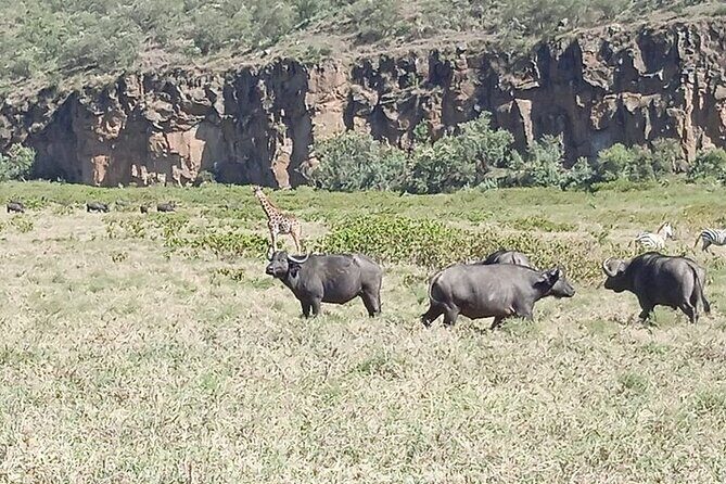 Hell's Gate National Park Private Bike Tour from Nairobi - Why Choose the Hell’s Gate Bike Tour?