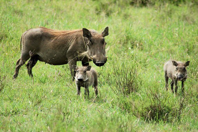 Hell's Gate National Park Private Bike Tour from Nairobi - Key Points