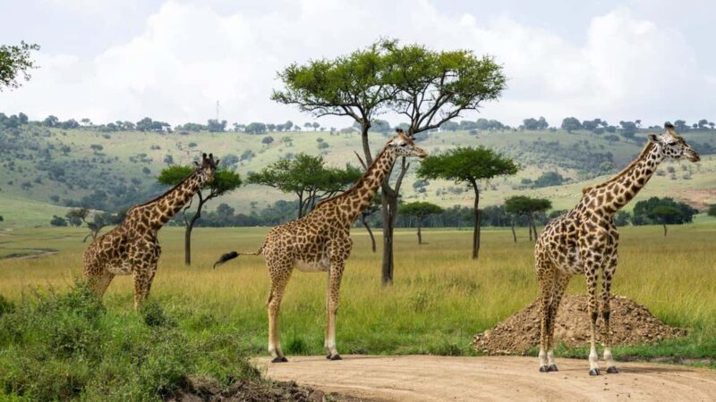 Hellsgate and Lake Naivasha Day Trip from Nairobi - An In-Depth Look at the Tour Experience
