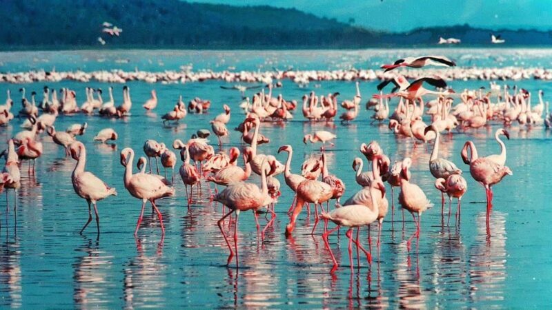 Hellsgate and Lake Naivasha Day Trip from Nairobi - Authentic Traveler Insights