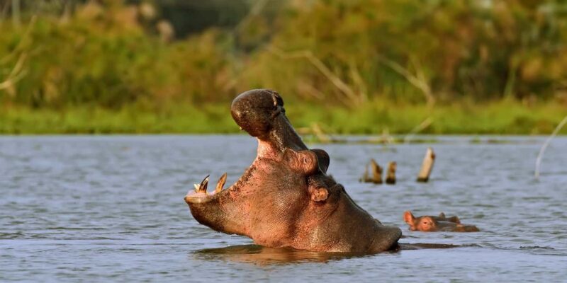Hellsgate and Lake Naivasha Day Trip from Nairobi - FAQs
