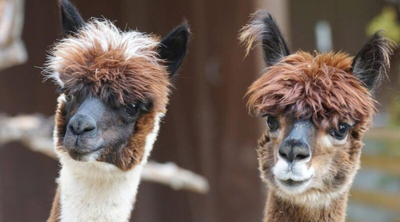 helsinki-alpaca-farm-tour-with-guided-walk-private