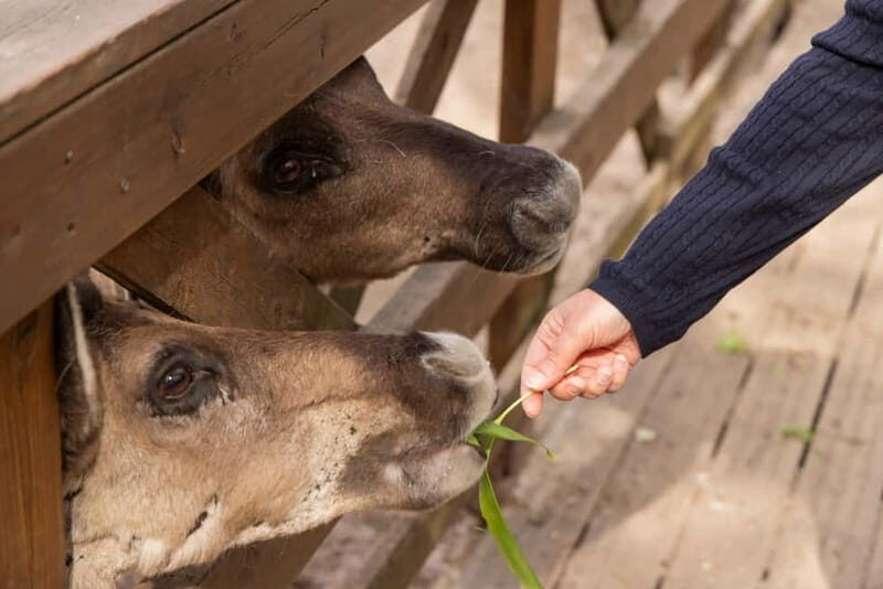 Helsinki: Buggy Ride, Reindeer Farm Visit, and Picnic - Key Points