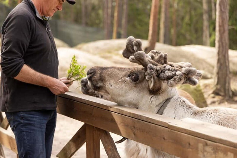 Helsinki: Reindeer Park visit and Buggy Adventure - Key Points