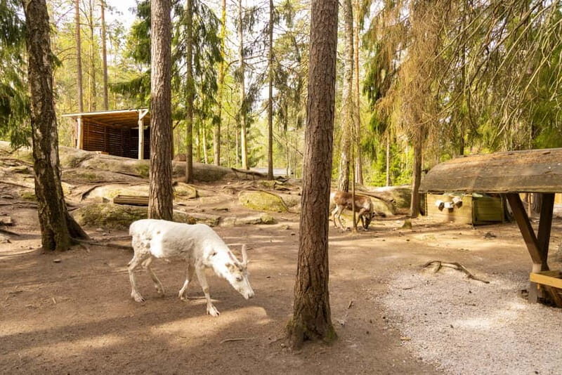 Helsinki: Reindeer Park visit and Buggy Adventure - Who Should Consider This Tour?