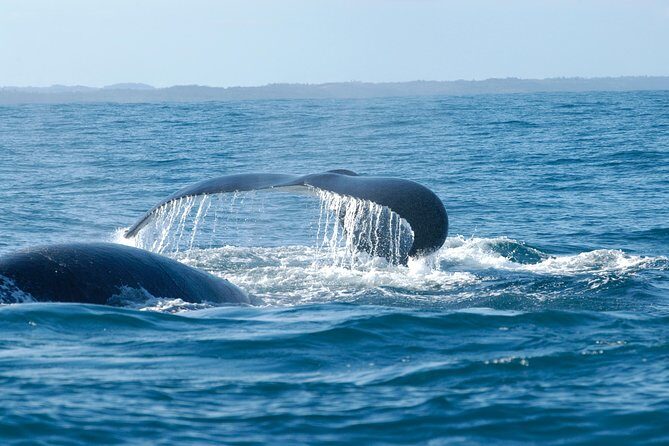 Hemel en Aarde Whale Coast + Wine Day Tour with Private Transfer - A Detailed Look at the Hemel en Aarde Whale Coast Tour