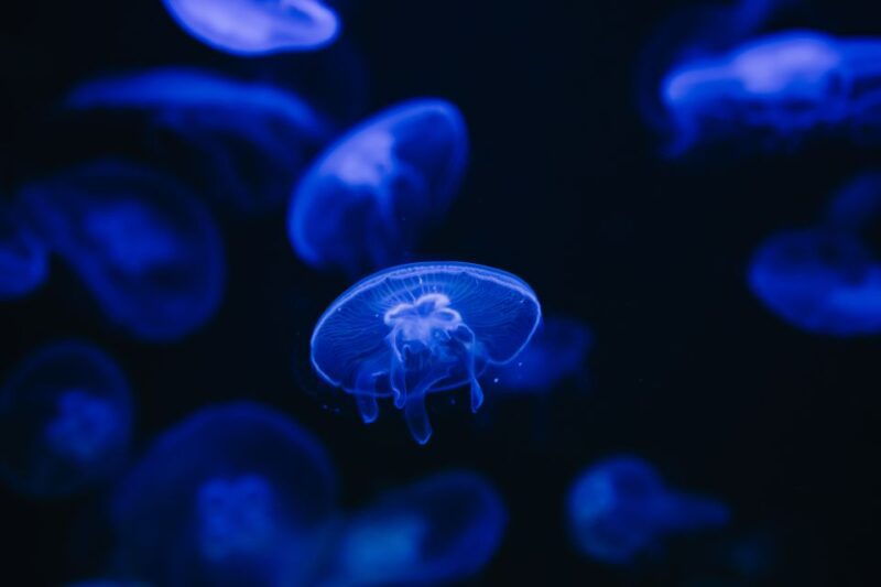 heraklion-area-cretaquarium-admission-ticket