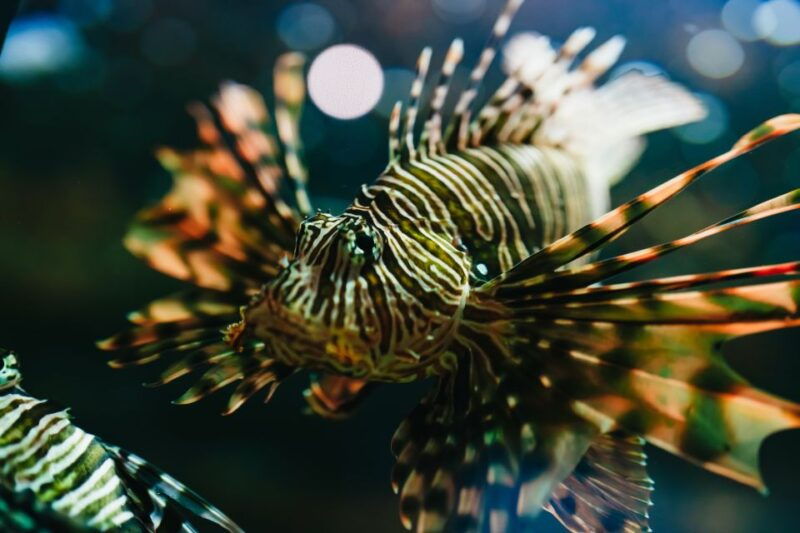 heraklion-area-cretaquarium-admission-ticket