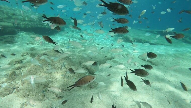 heraklion-beginner-scuba-diving-lesson-with-padi-instructor