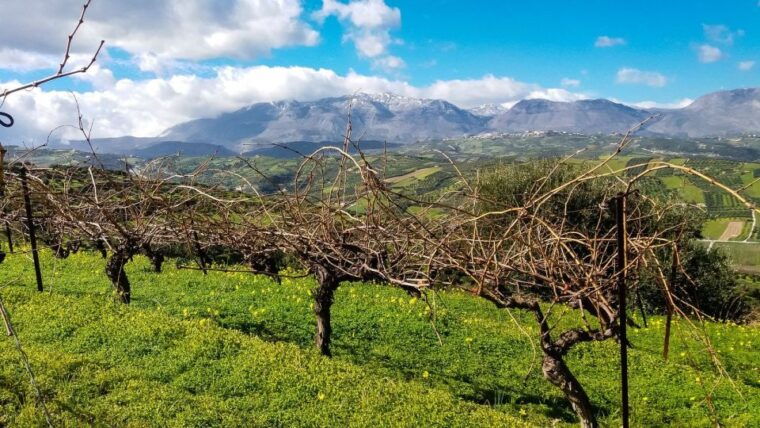 heraklion-cretan-wine-tasting-tour-gourmet-lunch