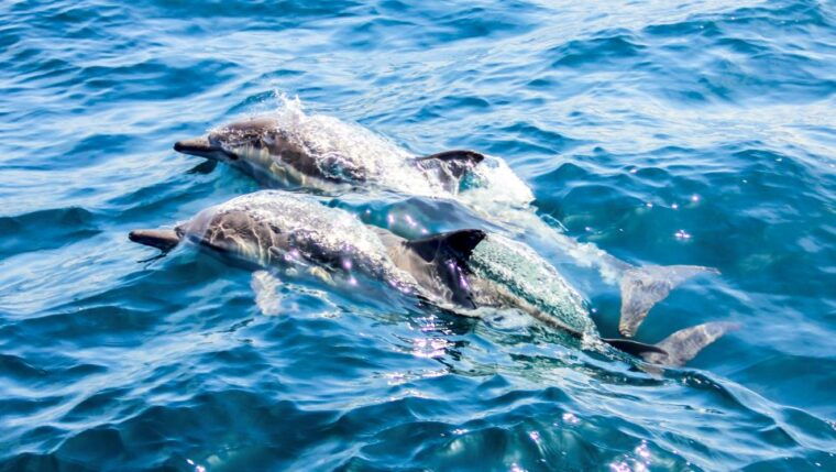 heraklion-dia-island-sailboat-cruise-with-swimming-and-meal