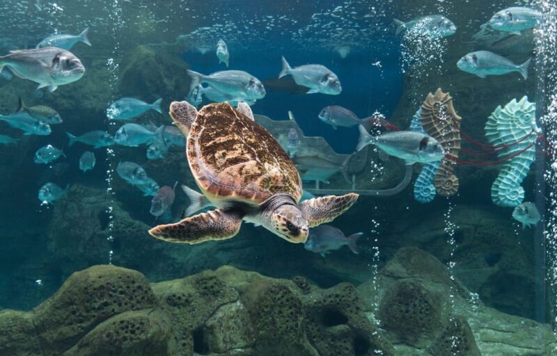 Heraklion: Family Fun Day with Dinosauria and CRETAquarium - Introduction: Exploring Crete’s Family Adventure