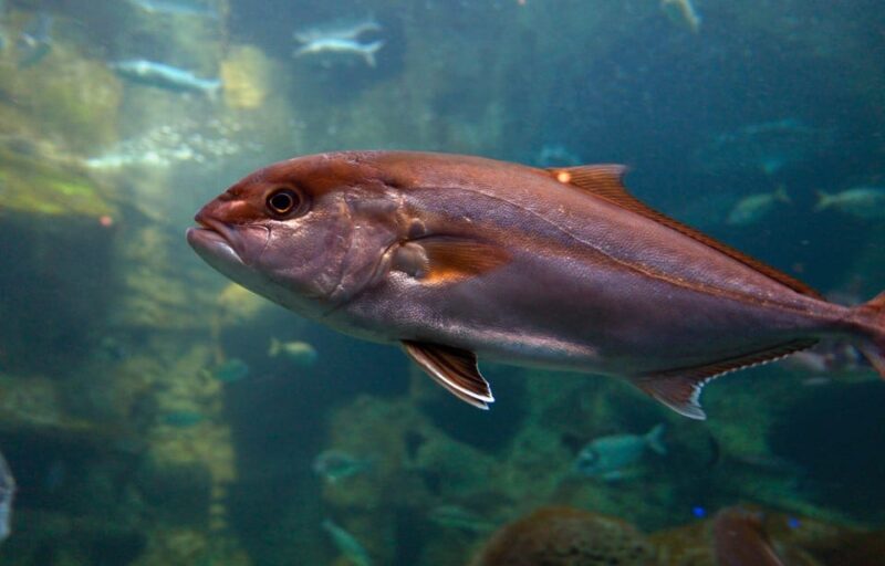 Heraklion: Family Fun Day with Dinosauria and CRETAquarium - Practical Details and Tips