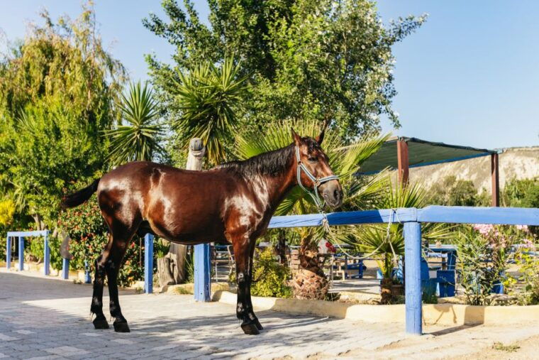 heraklion-finikia-horse-riding-tour-with-lunch-or-dinner