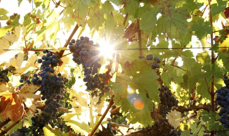 heraklion-half-day-semi-private-wine-tour-with-tastings